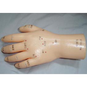 自然大 按摩手模型.jpg