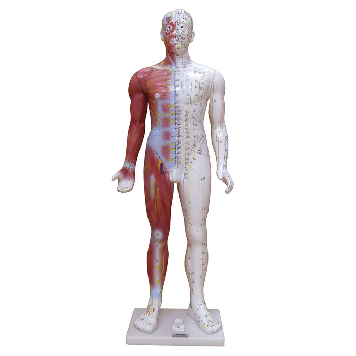 85CM十四經(jīng)穴標準針灸模型.jpg