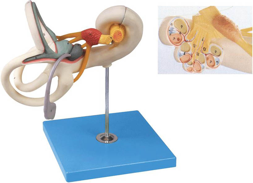 內耳迷路放大模型.jpg