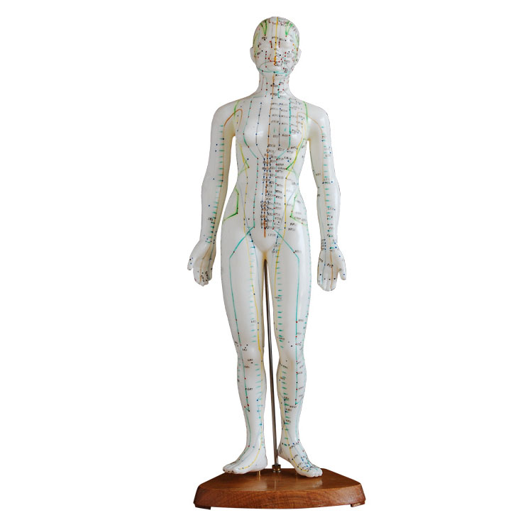 48cm 人體針灸穴位模型(女性).jpg