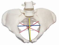 F24骨盆測量示教模型.jpg